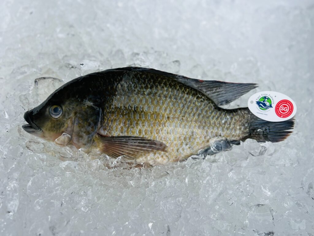 Fresh Fish In Singapore