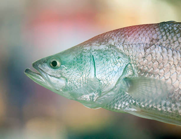fresh-barramundi-seabass